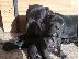 PoulaTo: cane corso